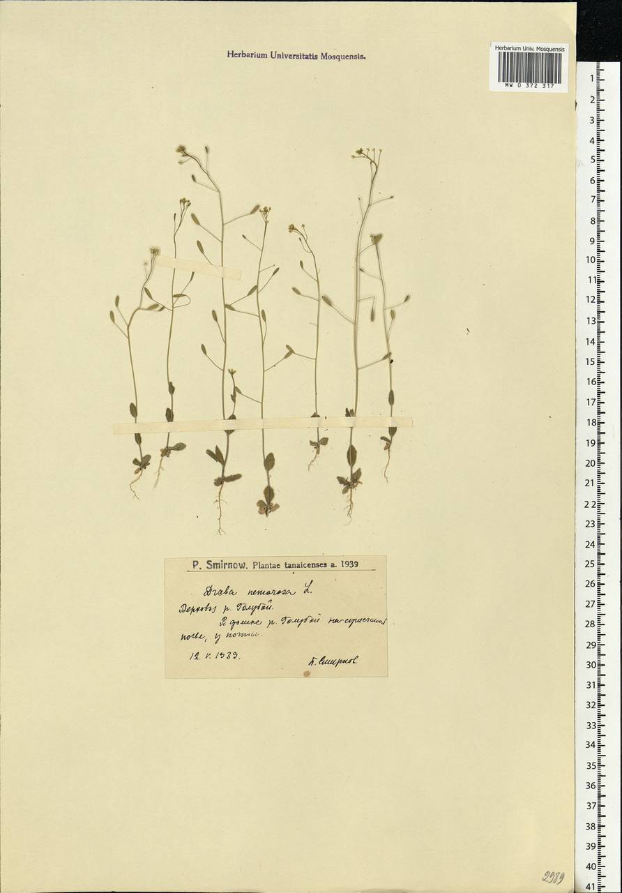 Draba nemorosa L., Eastern Europe, Lower Volga region (E9) (Russia)