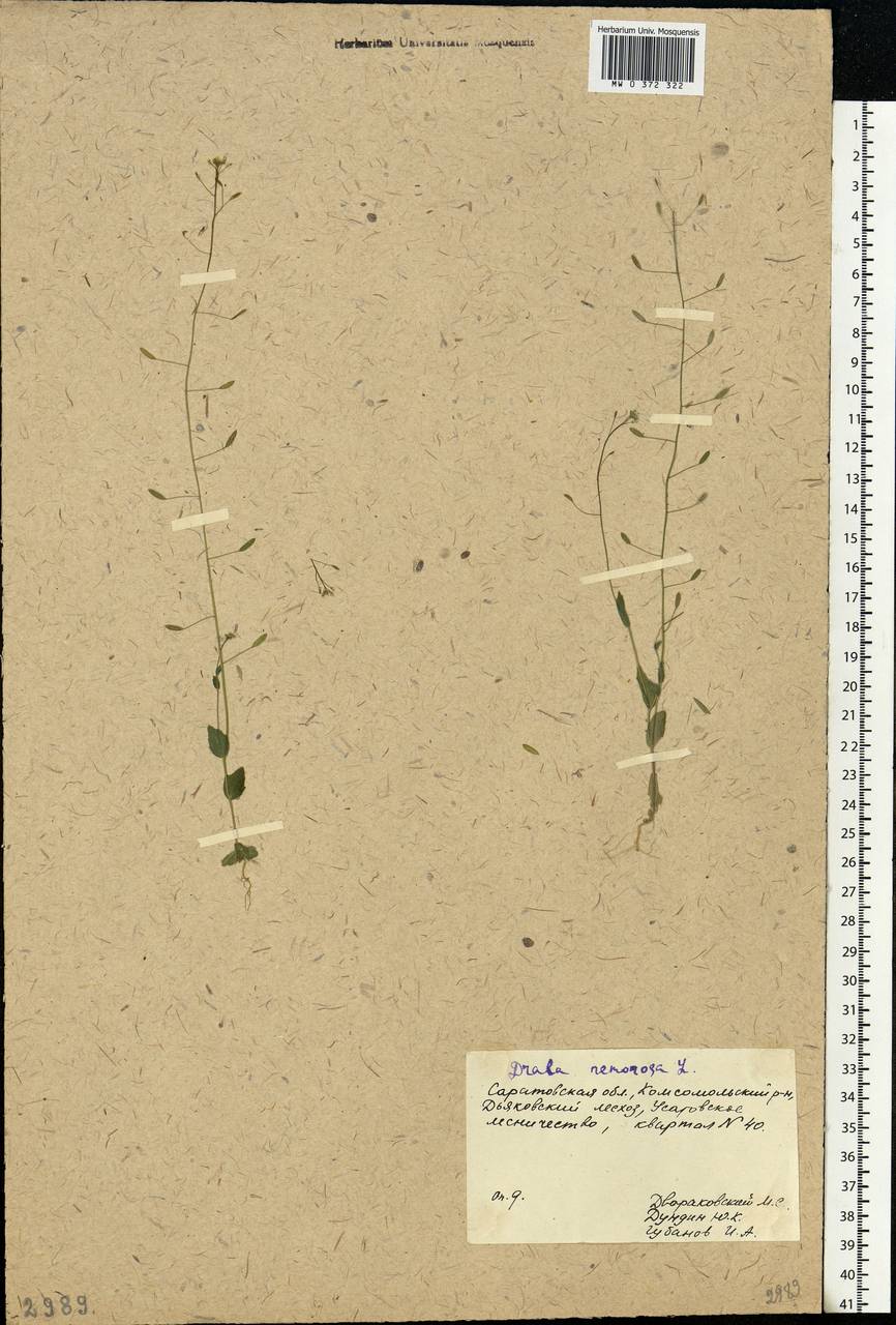 Draba nemorosa L., Eastern Europe, Lower Volga region (E9) (Russia)