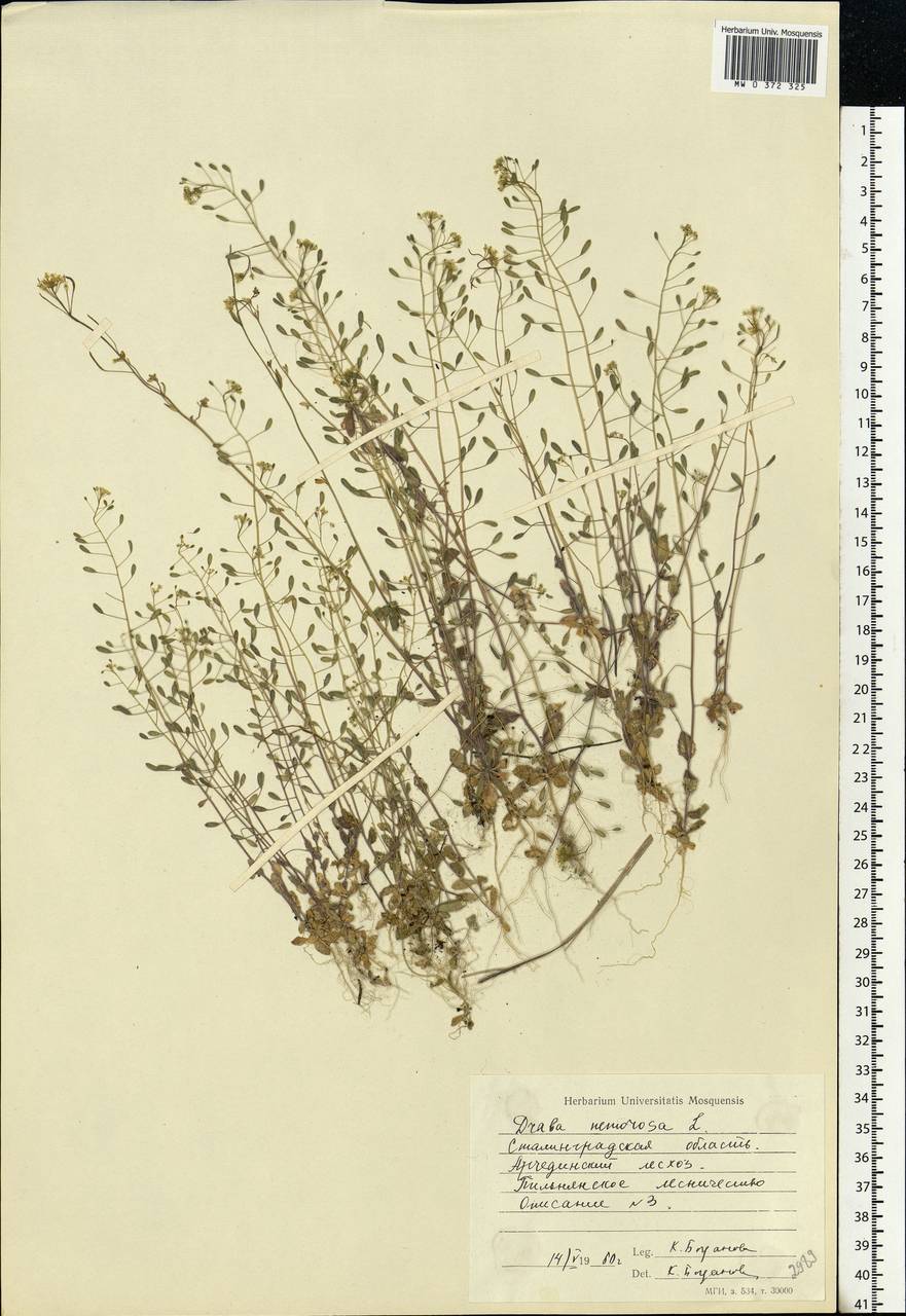 Draba nemorosa L., Eastern Europe, Lower Volga region (E9) (Russia)