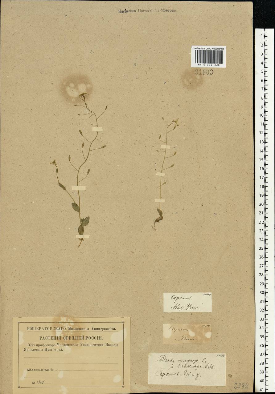 Draba nemorosa L., Eastern Europe, Lower Volga region (E9) (Russia)