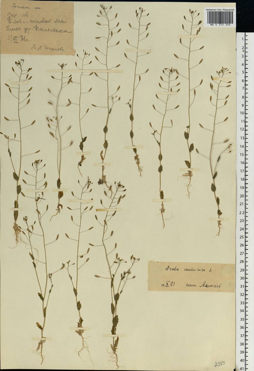 Draba nemorosa L., Eastern Europe, Eastern region (E10) (Russia)