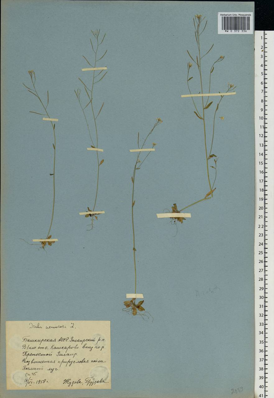 Draba nemorosa L., Eastern Europe, Eastern region (E10) (Russia)