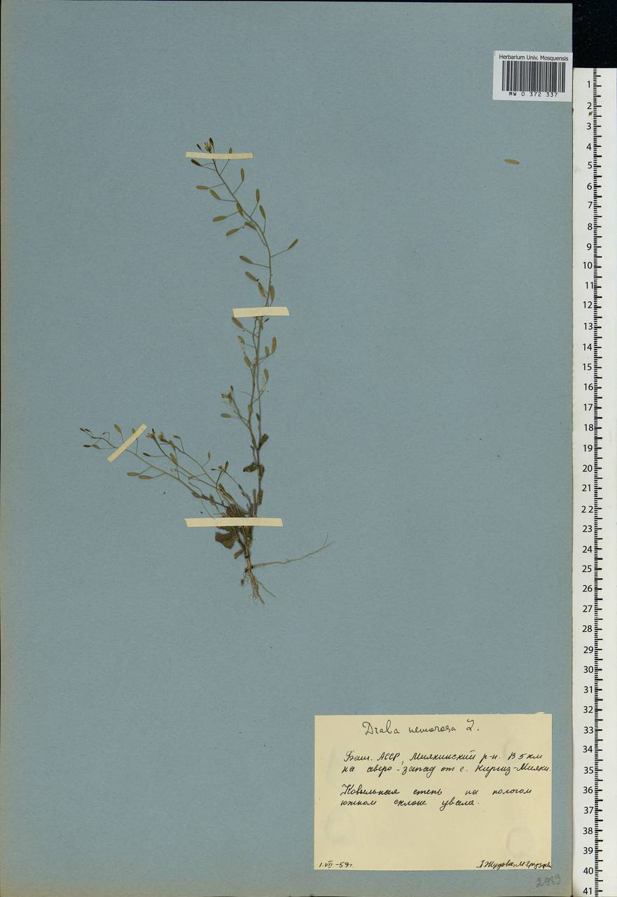 Draba nemorosa L., Eastern Europe, Eastern region (E10) (Russia)