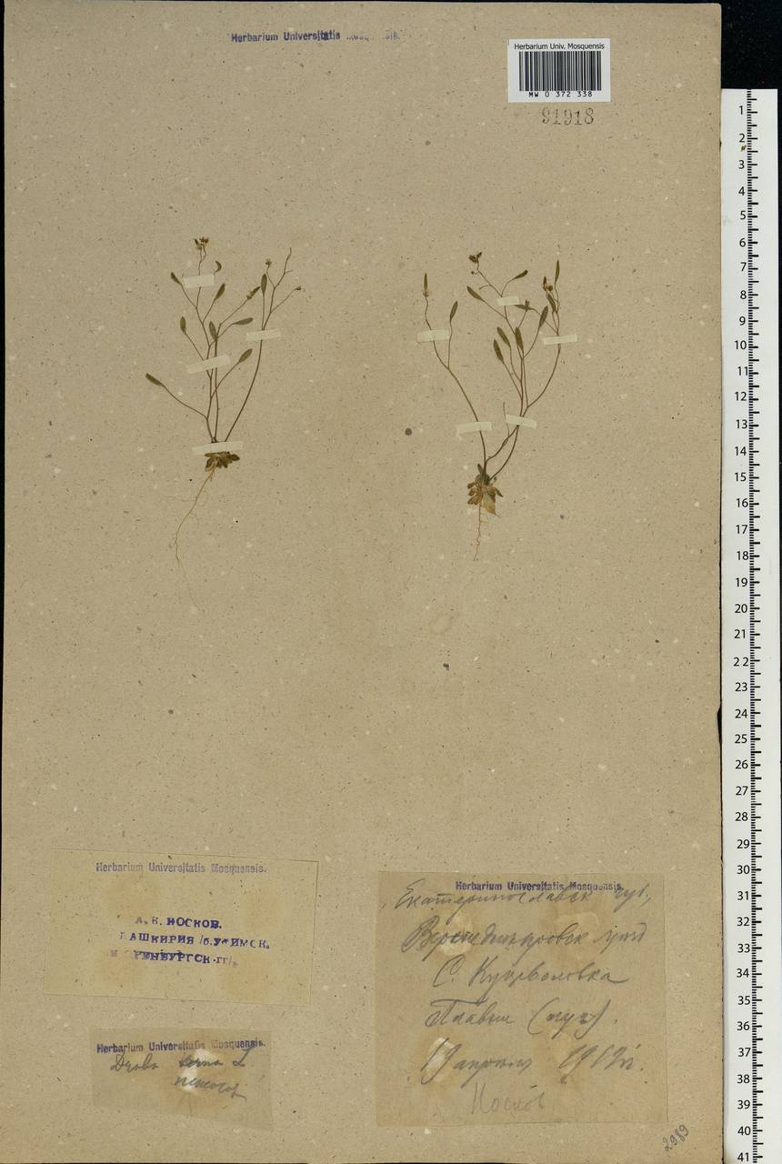 Draba nemorosa L., Eastern Europe, South Ukrainian region (E12) (Ukraine)