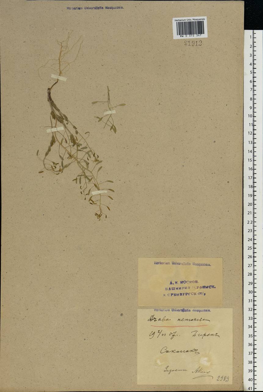 Draba nemorosa L., Eastern Europe, Eastern region (E10) (Russia)