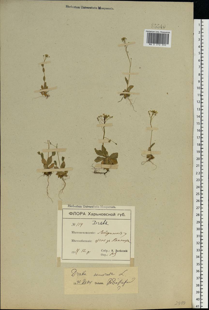 Draba nemorosa L., Eastern Europe, North Ukrainian region (E11) (Ukraine)