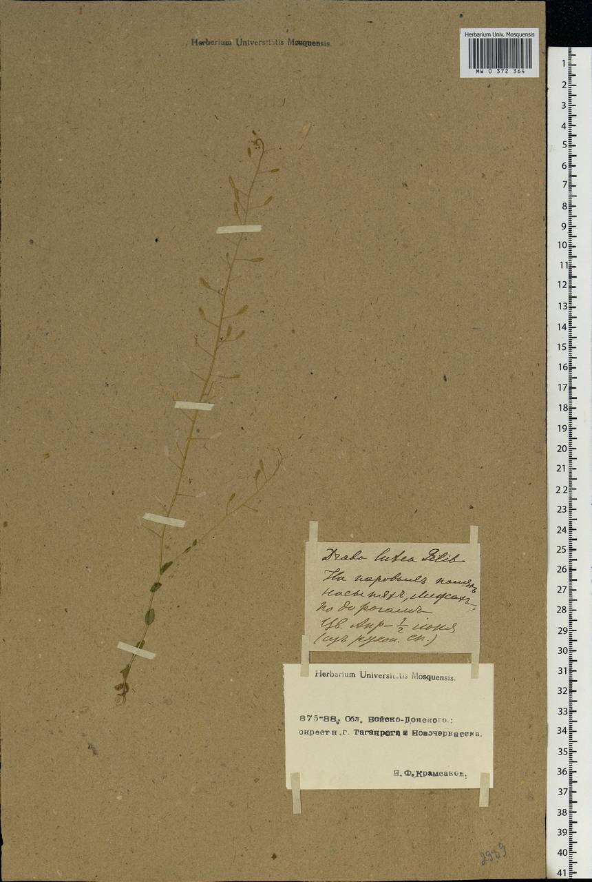 Draba nemorosa L., Eastern Europe, Rostov Oblast (E12a) (Russia)