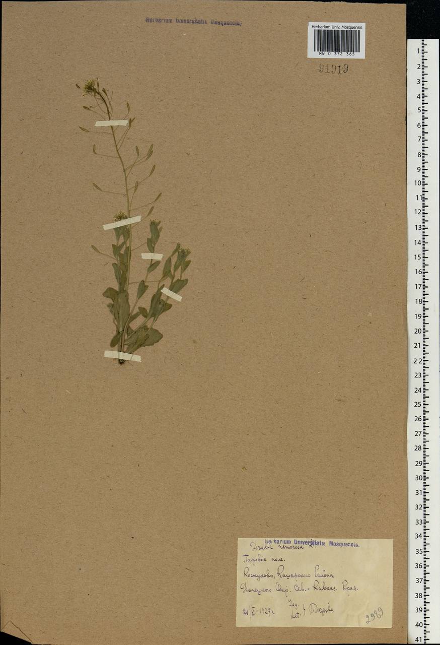 Draba nemorosa L., Eastern Europe, Rostov Oblast (E12a) (Russia)