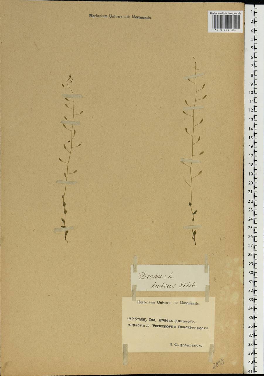 Draba nemorosa L., Eastern Europe, Rostov Oblast (E12a) (Russia)