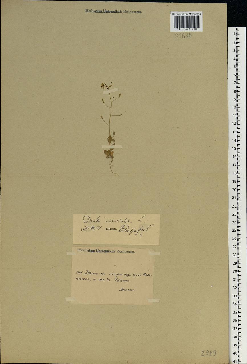 Draba nemorosa L., Eastern Europe, Lower Volga region (E9) (Russia)