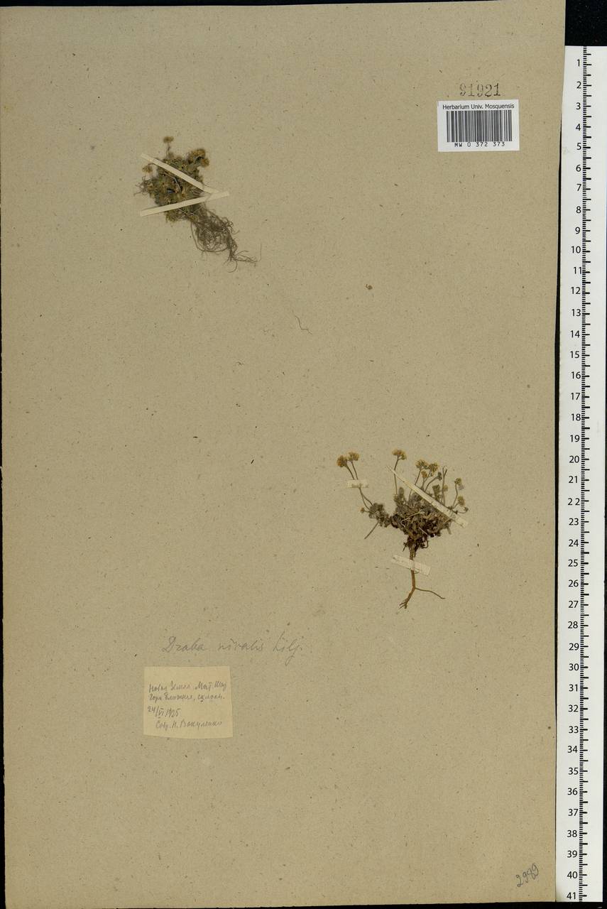 Draba nivalis Lilj., Eastern Europe, Northern region (E1) (Russia)