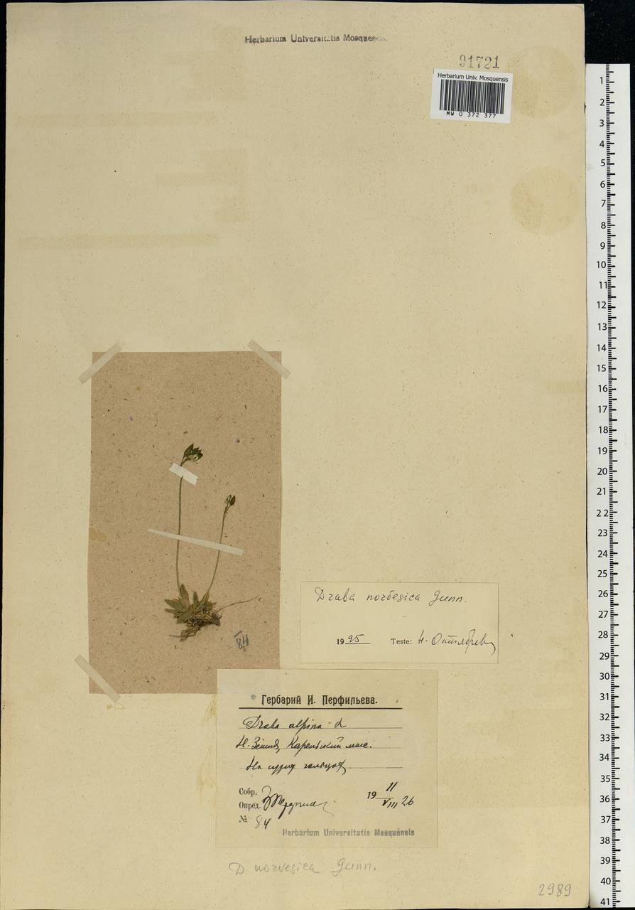 Draba norvegica Gunnerus, Eastern Europe, Northern region (E1) (Russia)