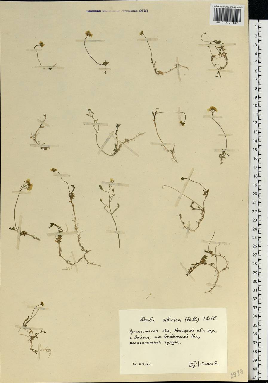 Draba sibirica (Pall.) Thell., Eastern Europe, Northern region (E1) (Russia)