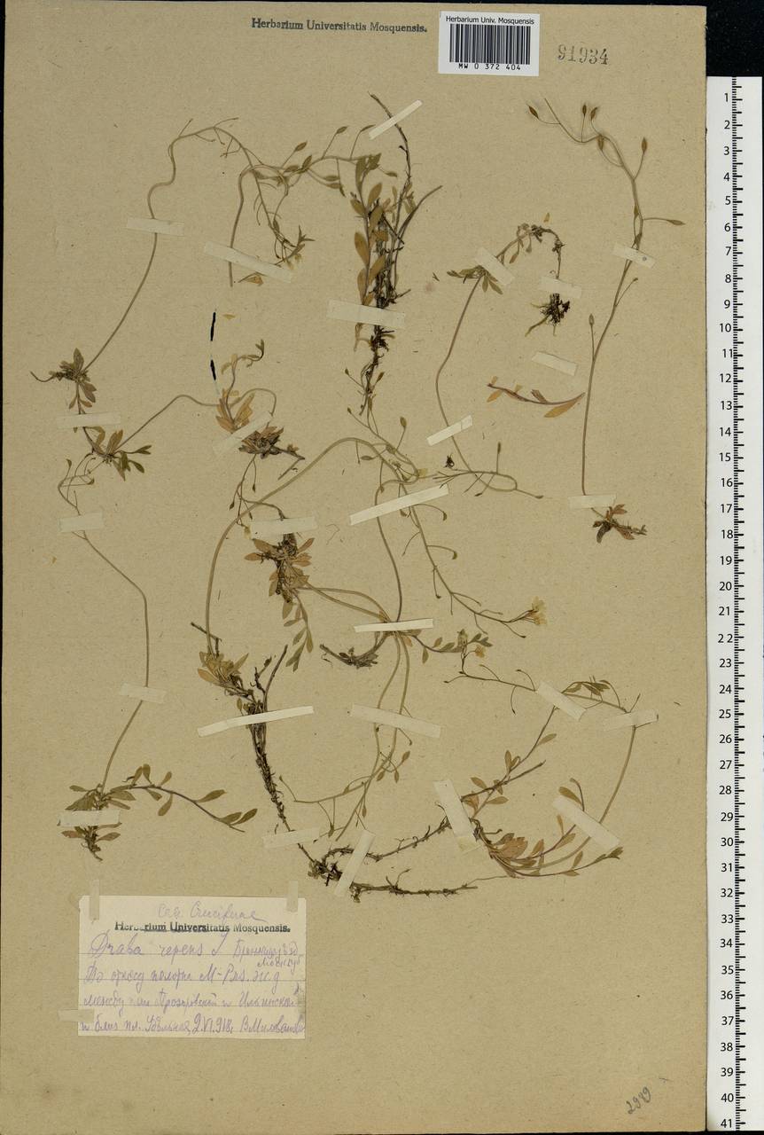 Draba sibirica (Pall.) Thell., Eastern Europe, Moscow region (E4a) (Russia)