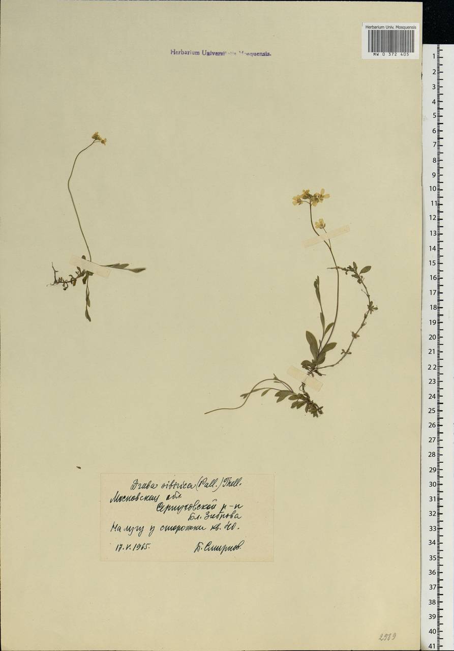 Draba sibirica (Pall.) Thell., Eastern Europe, Moscow region (E4a) (Russia)