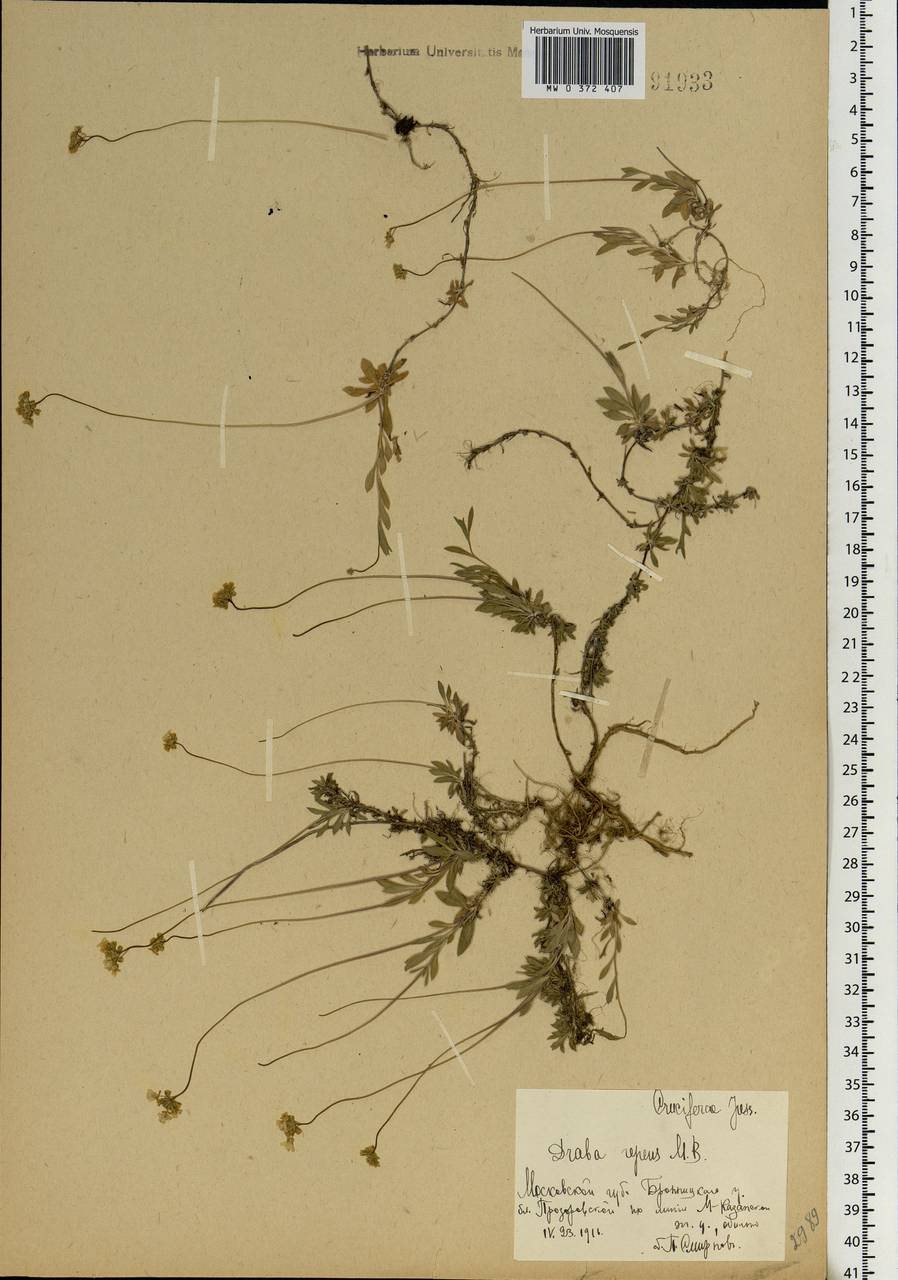 Draba sibirica (Pall.) Thell., Eastern Europe, Moscow region (E4a) (Russia)