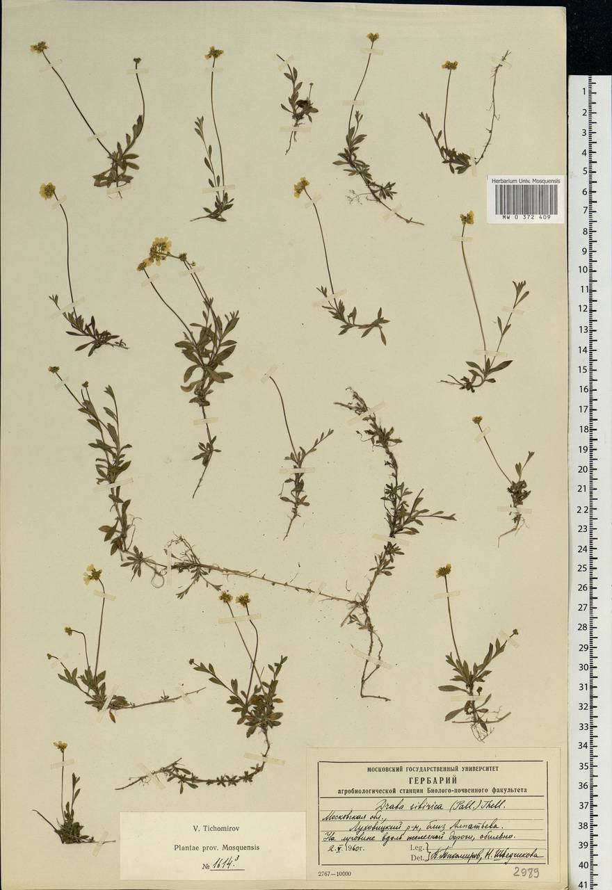 Draba sibirica (Pall.) Thell., Eastern Europe, Moscow region (E4a) (Russia)