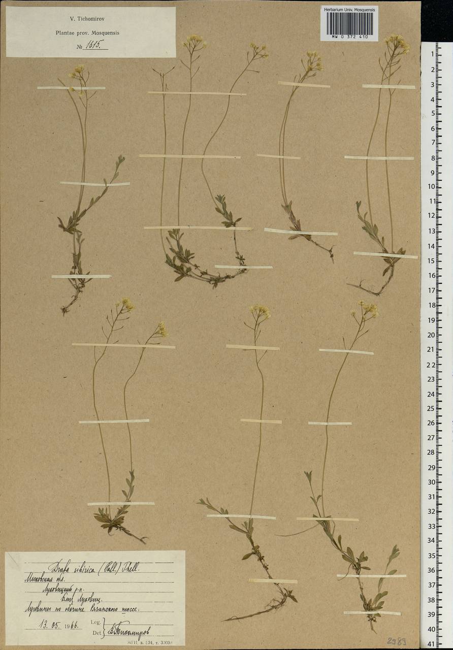 Draba sibirica (Pall.) Thell., Eastern Europe, Moscow region (E4a) (Russia)