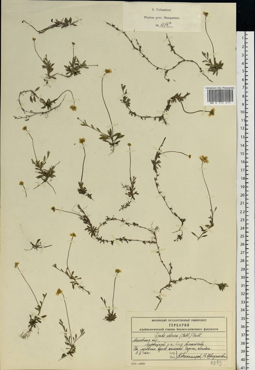 Draba sibirica (Pall.) Thell., Eastern Europe, Moscow region (E4a) (Russia)