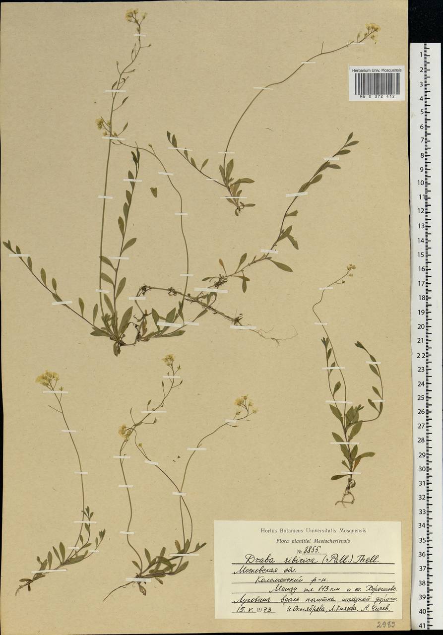 Draba sibirica (Pall.) Thell., Eastern Europe, Moscow region (E4a) (Russia)