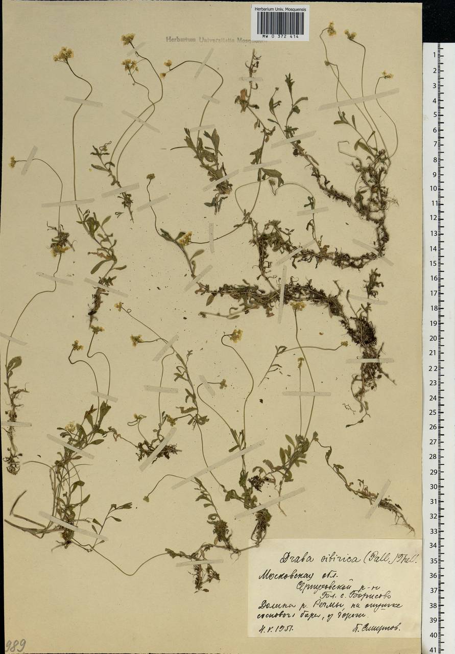 Draba sibirica (Pall.) Thell., Eastern Europe, Moscow region (E4a) (Russia)