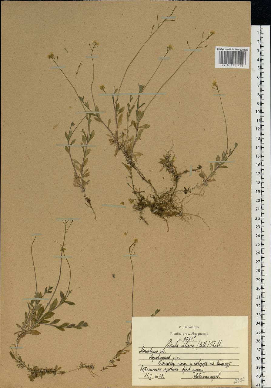 Draba sibirica (Pall.) Thell., Eastern Europe, Moscow region (E4a) (Russia)