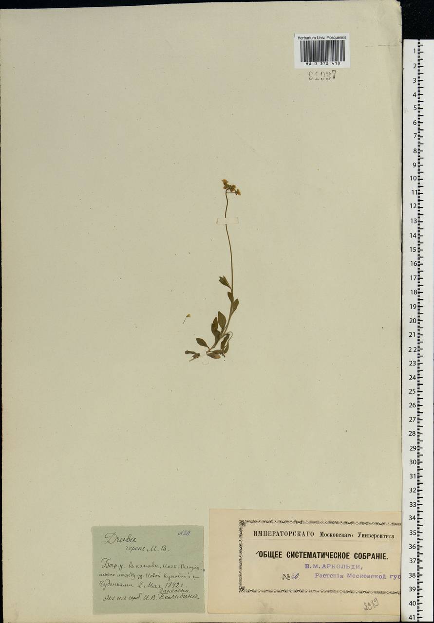 Draba sibirica (Pall.) Thell., Eastern Europe, Moscow region (E4a) (Russia)