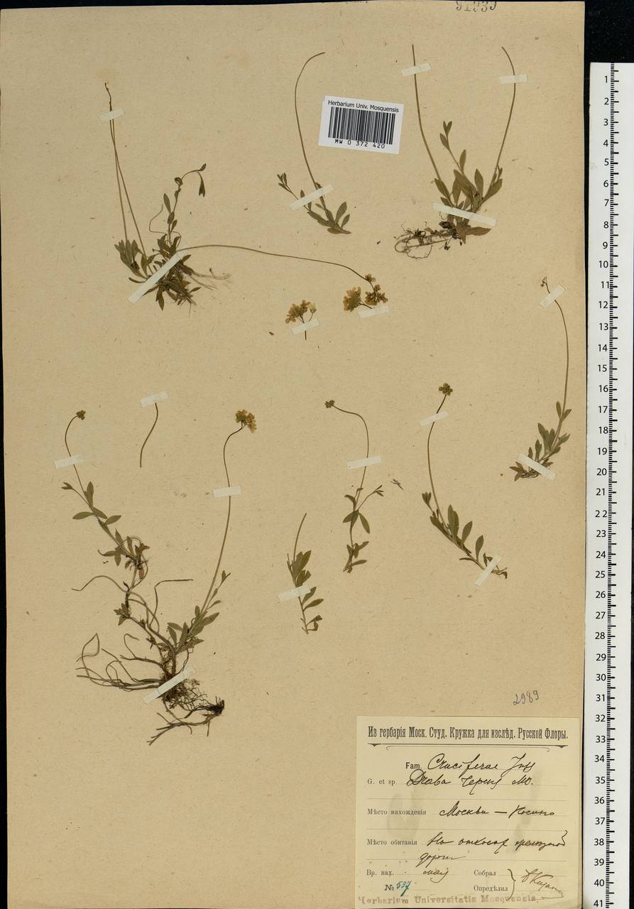 Draba sibirica (Pall.) Thell., Eastern Europe, Moscow region (E4a) (Russia)