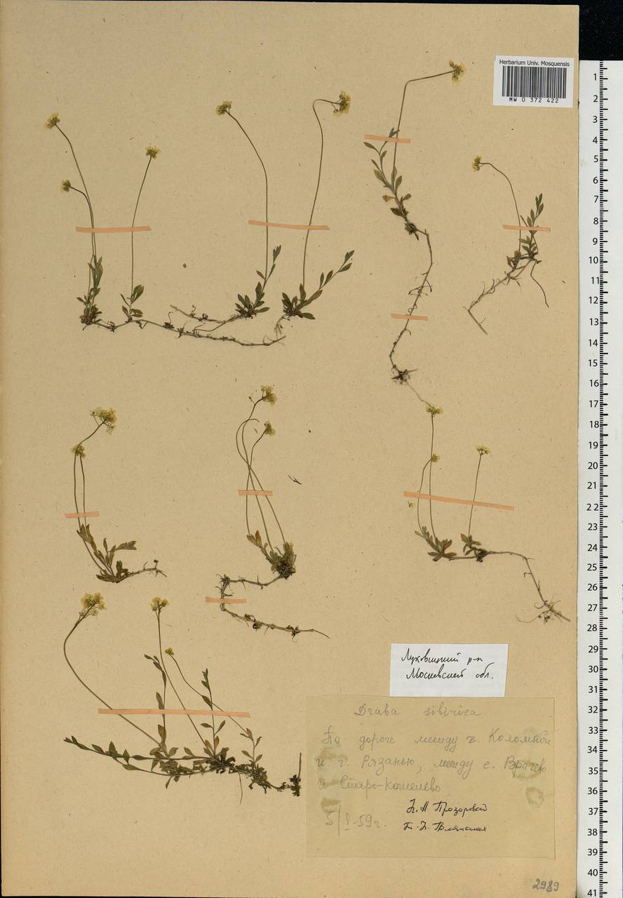 Draba sibirica (Pall.) Thell., Eastern Europe, Moscow region (E4a) (Russia)