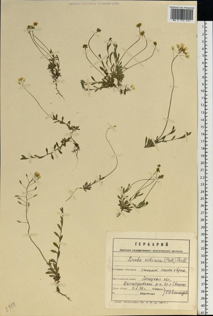 Draba sibirica (Pall.) Thell., Eastern Europe, Central forest-and-steppe region (E6) (Russia)