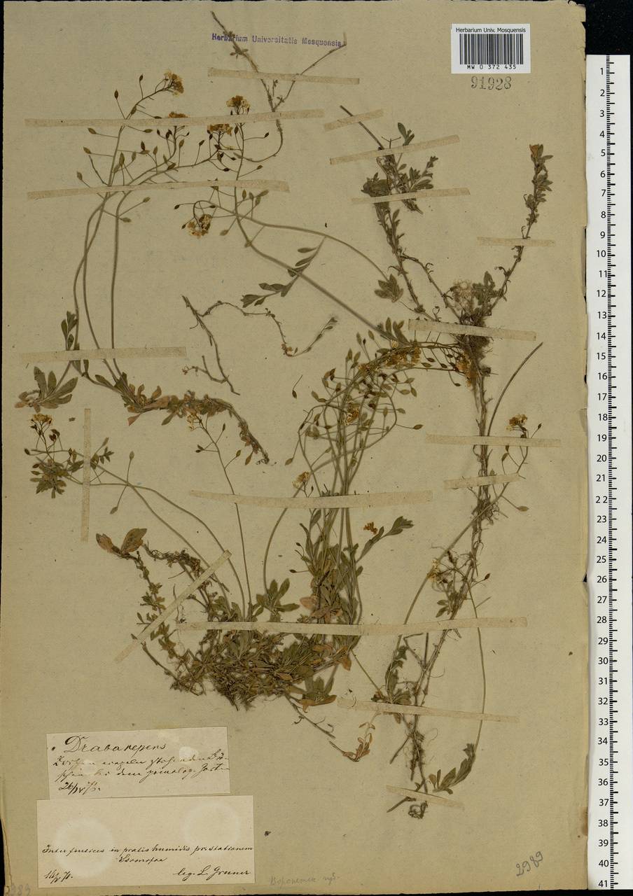 Draba sibirica (Pall.) Thell., Eastern Europe, Central forest-and-steppe region (E6) (Russia)