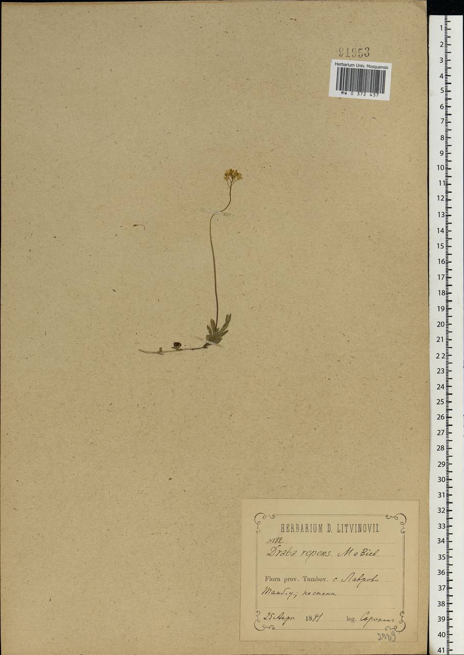 Draba sibirica (Pall.) Thell., Eastern Europe, Central forest-and-steppe region (E6) (Russia)