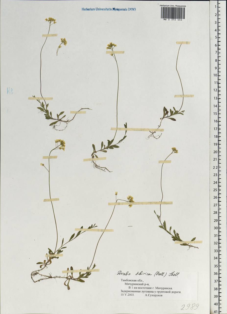 Draba sibirica (Pall.) Thell., Eastern Europe, Central forest-and-steppe region (E6) (Russia)