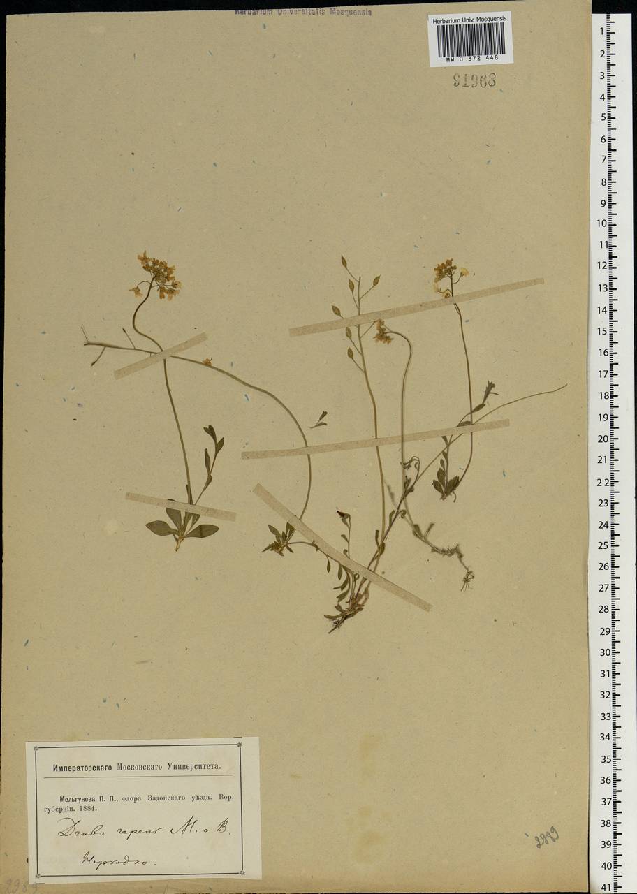 Draba sibirica (Pall.) Thell., Eastern Europe, Central forest-and-steppe region (E6) (Russia)