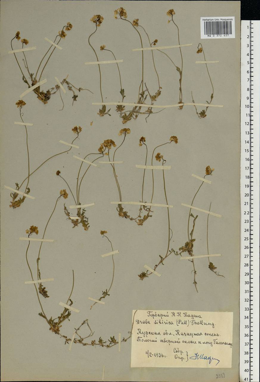Draba sibirica (Pall.) Thell., Eastern Europe, Central forest-and-steppe region (E6) (Russia)