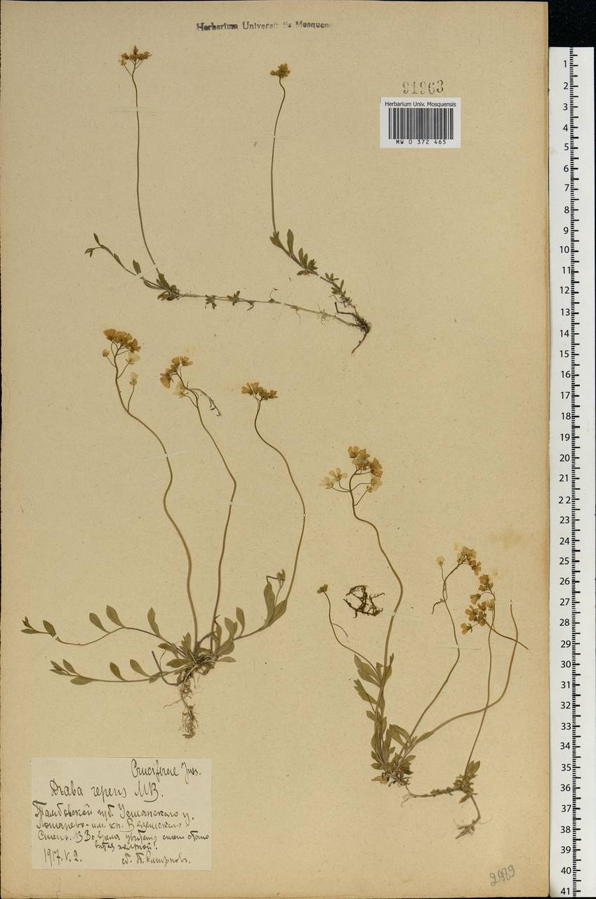 Draba sibirica (Pall.) Thell., Eastern Europe, Central forest-and-steppe region (E6) (Russia)