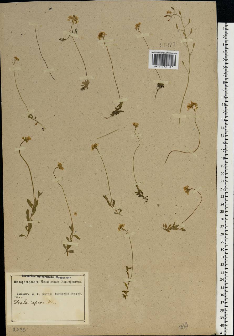 Draba sibirica (Pall.) Thell., Eastern Europe, Central forest-and-steppe region (E6) (Russia)