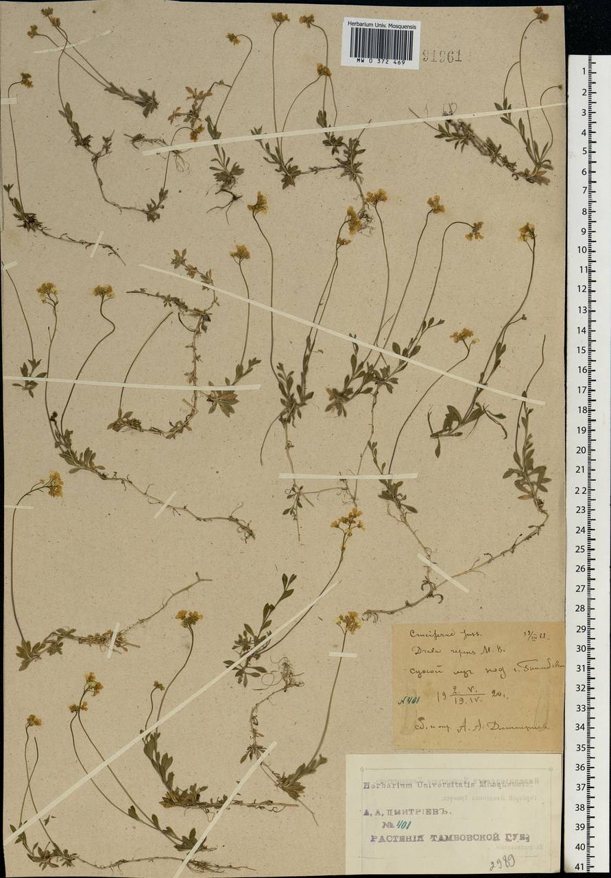 Draba sibirica (Pall.) Thell., Eastern Europe, Central forest-and-steppe region (E6) (Russia)