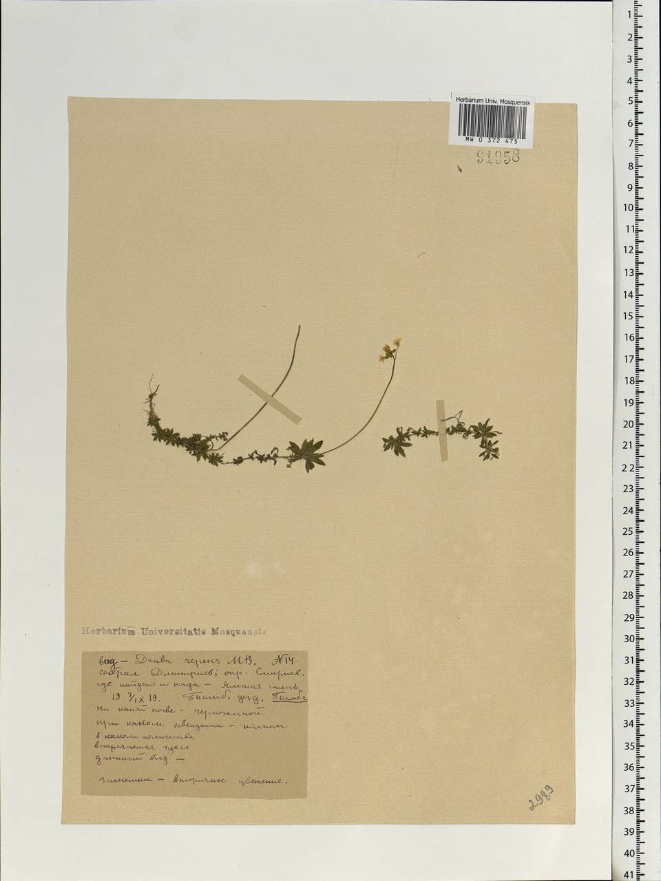 Draba sibirica (Pall.) Thell., Eastern Europe, Central forest-and-steppe region (E6) (Russia)