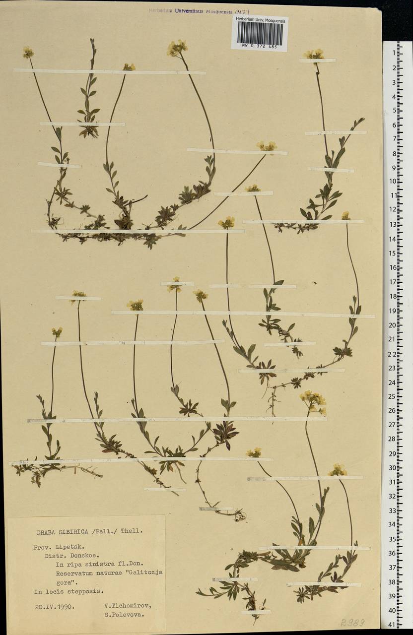 Draba sibirica (Pall.) Thell., Eastern Europe, Central forest-and-steppe region (E6) (Russia)