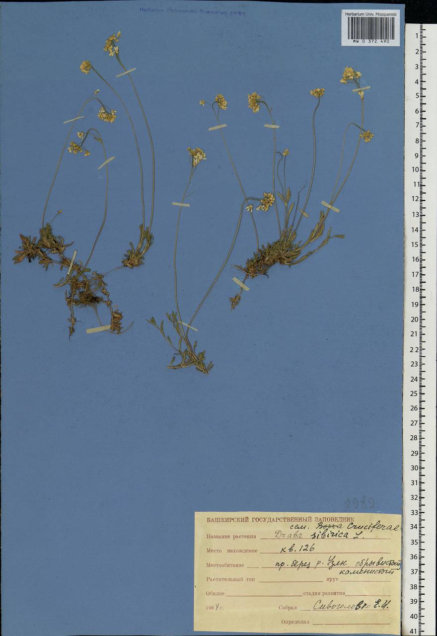 Draba sibirica (Pall.) Thell., Eastern Europe, Eastern region (E10) (Russia)