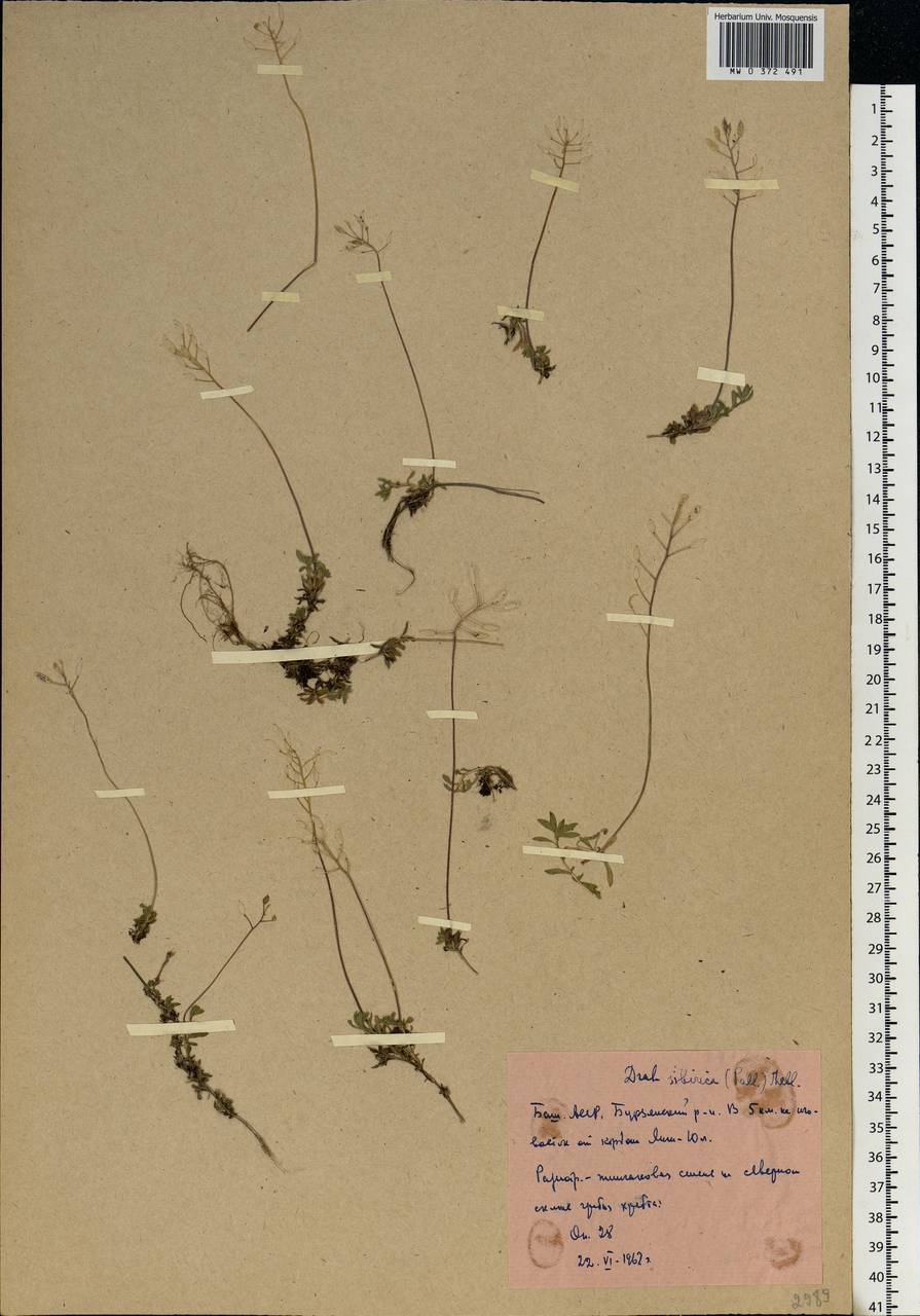 Draba sibirica (Pall.) Thell., Eastern Europe, Eastern region (E10) (Russia)