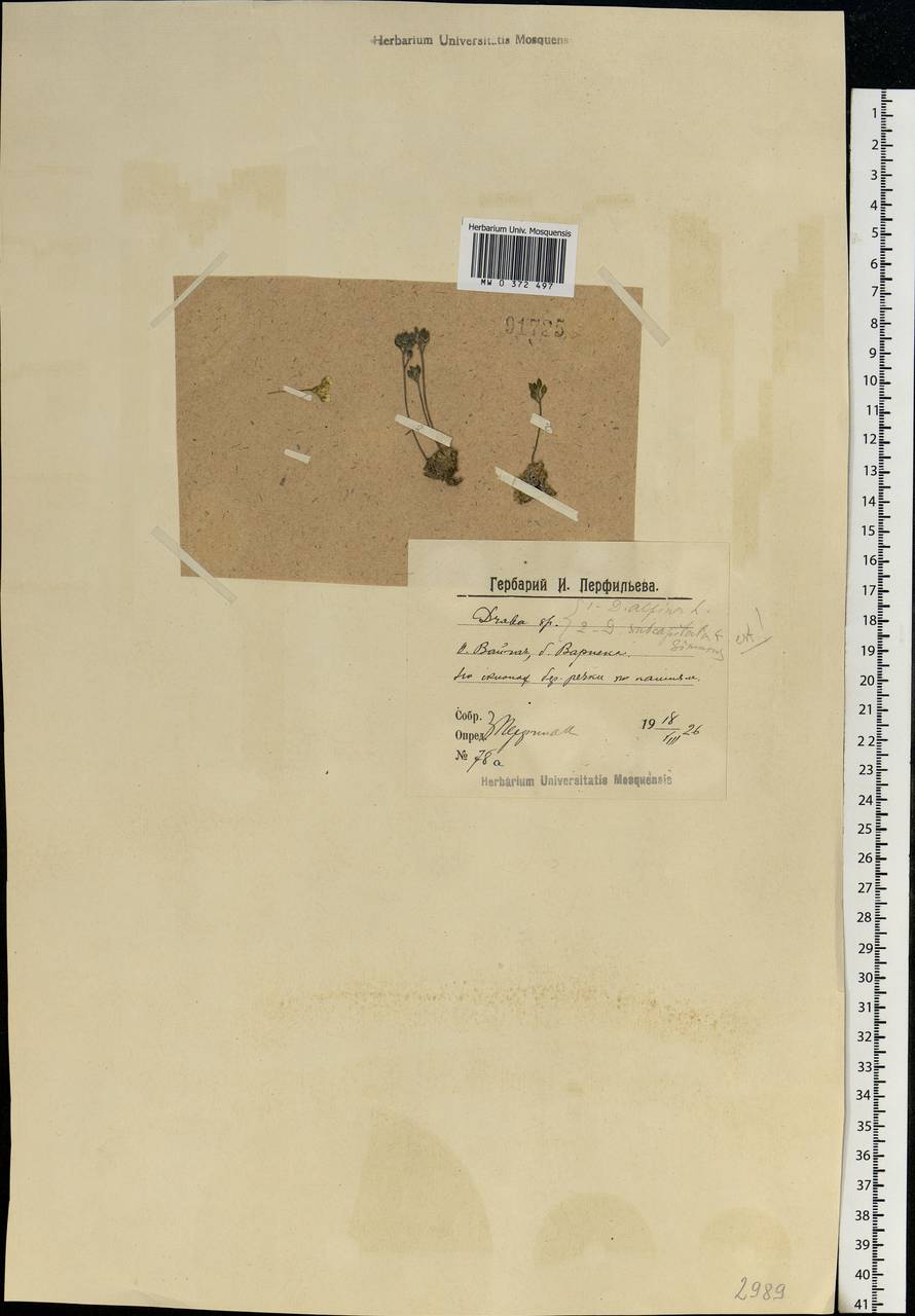 Draba subcapitata Simmons, Eastern Europe, Northern region (E1) (Russia)