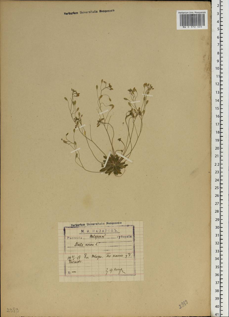 Draba verna L., Eastern Europe, North-Western region (E2) (Russia)