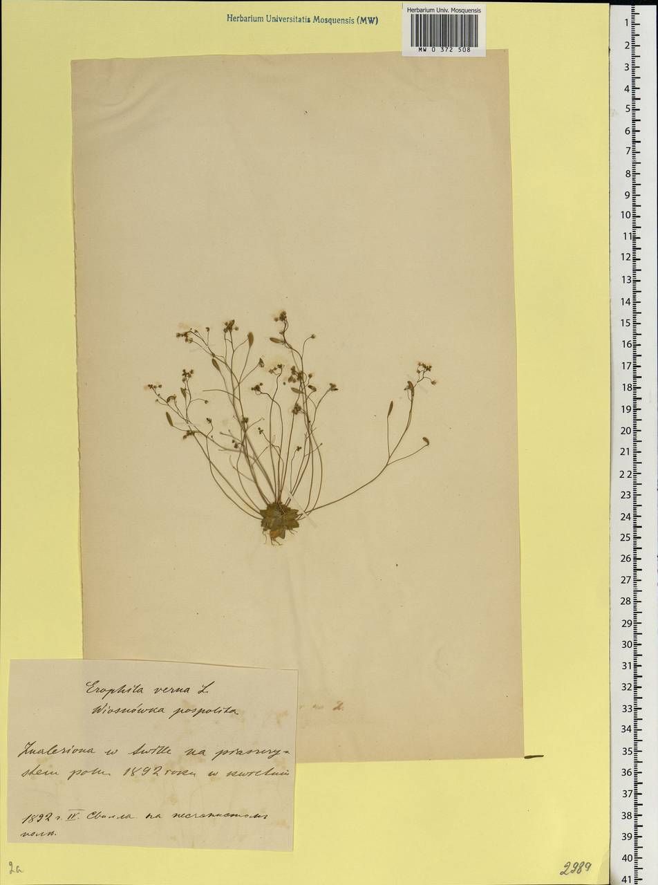 Draba verna L., Eastern Europe, Belarus (E3a) (Belarus)