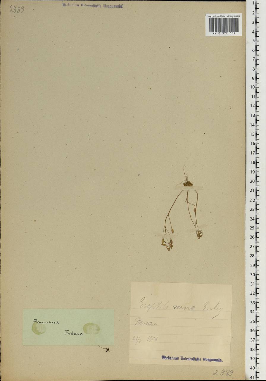 Draba verna L., Eastern Europe, Estonia (E2c) (Estonia)