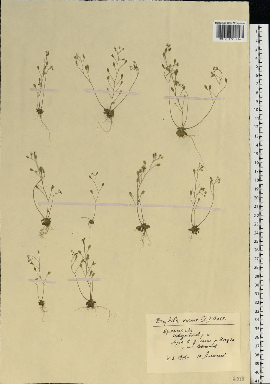 Draba verna L., Eastern Europe, Western region (E3) (Russia)