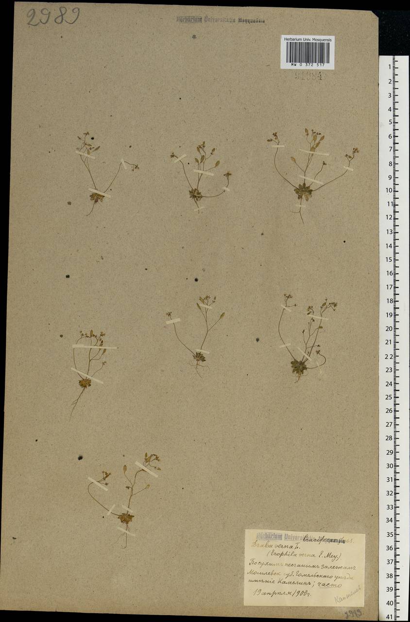 Draba verna L., Eastern Europe, Belarus (E3a) (Belarus)