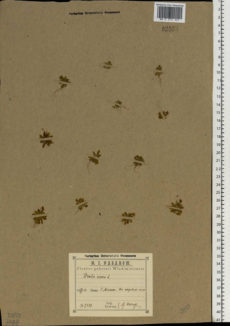 Draba verna L., Eastern Europe, Central region (E4) (Russia)