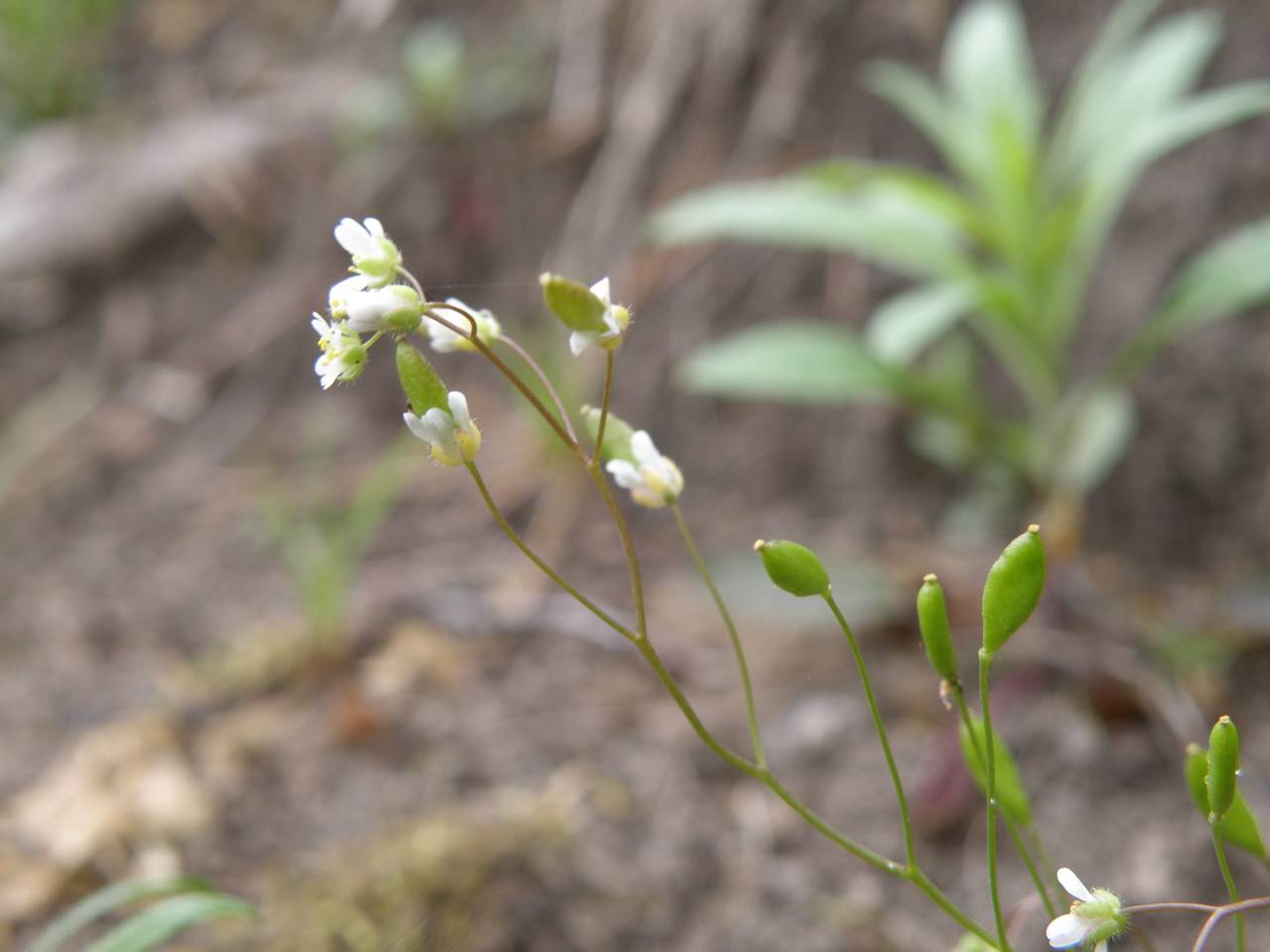 Draba verna L., Eastern Europe, Central region (E4) (Russia)